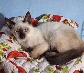 Kitten Marco - Siamese