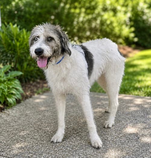 Corky - Poodle (Standard)