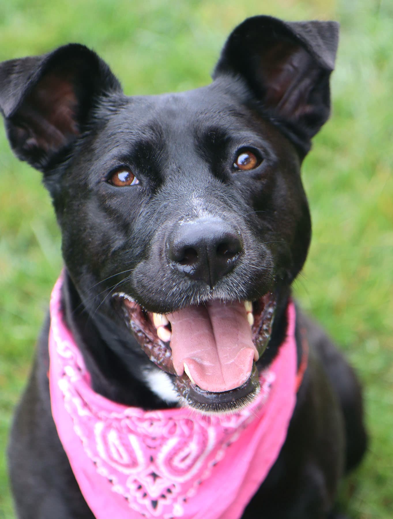 Maylee - Labrador Retriever