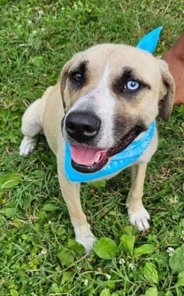 Linny Cl - Anatolian Shepherd