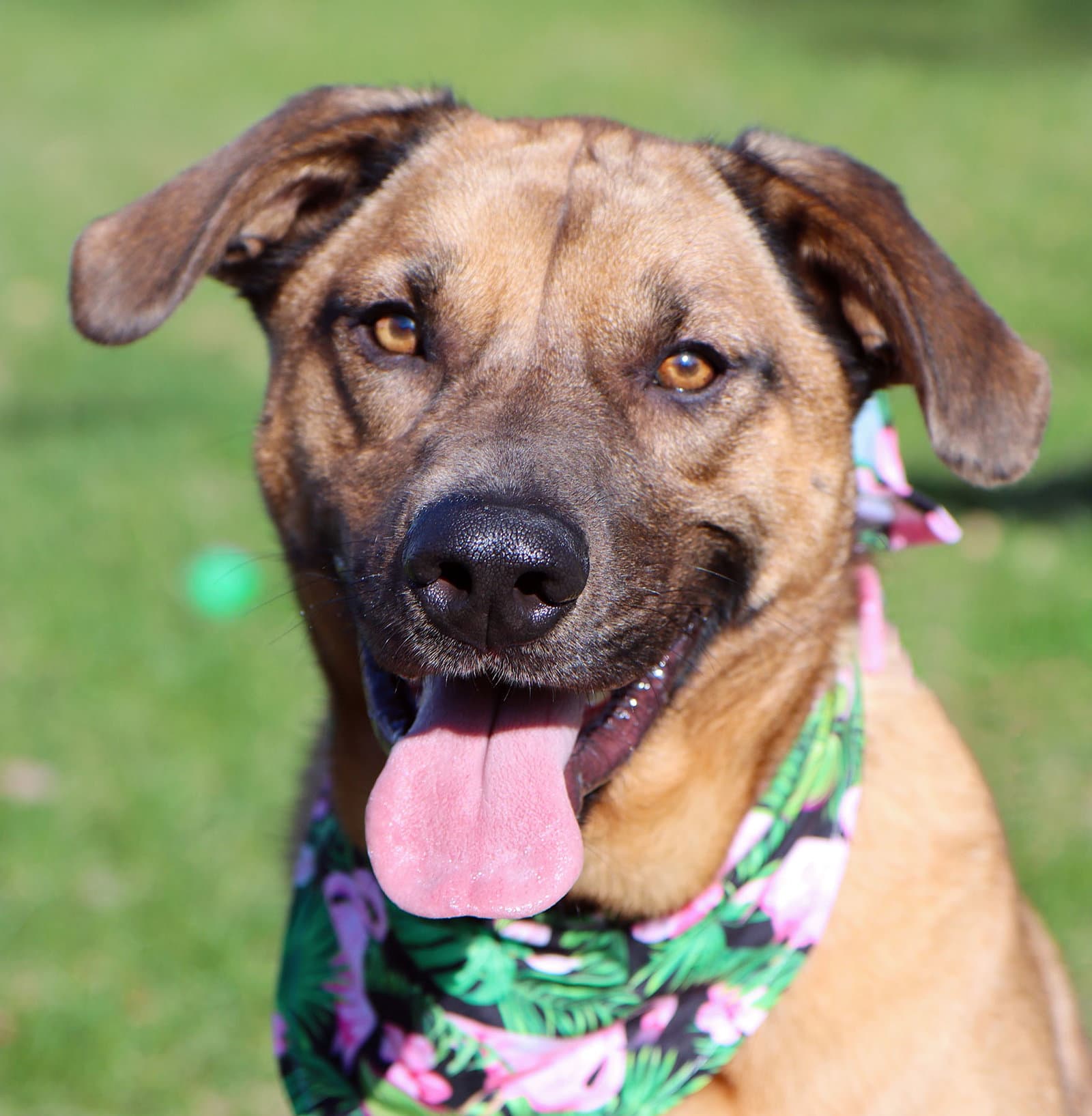 Pepper - Shepherd