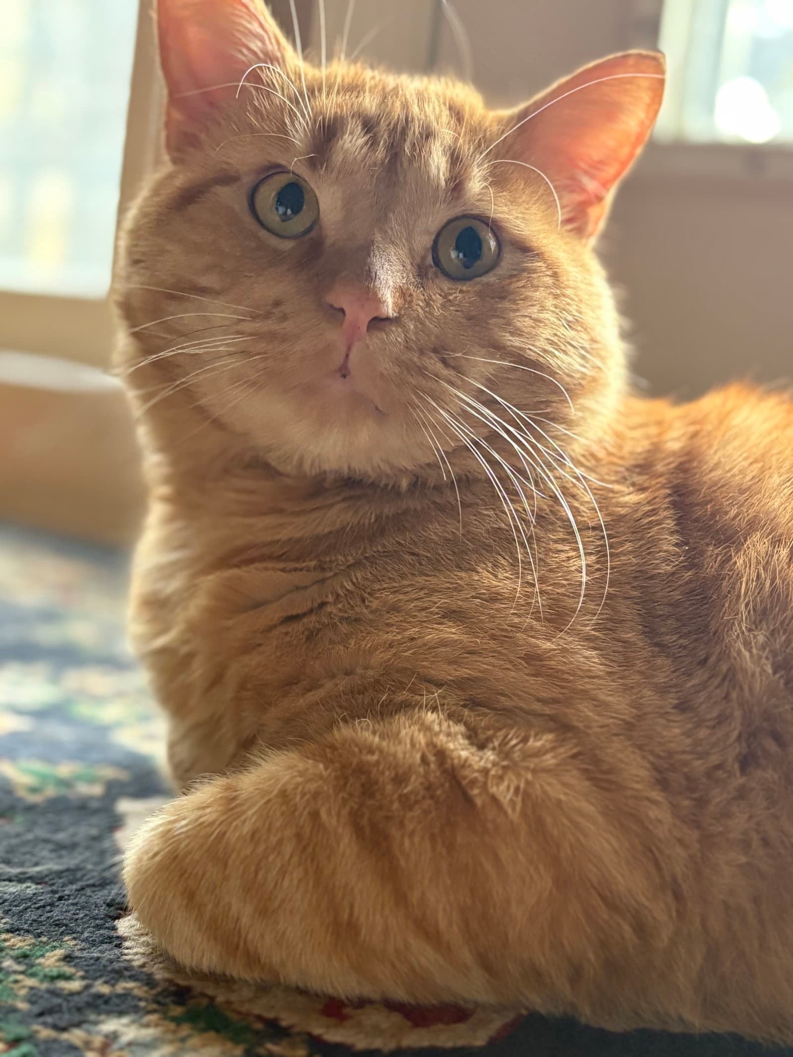 Ed Sheeran - Domestic Short Hair