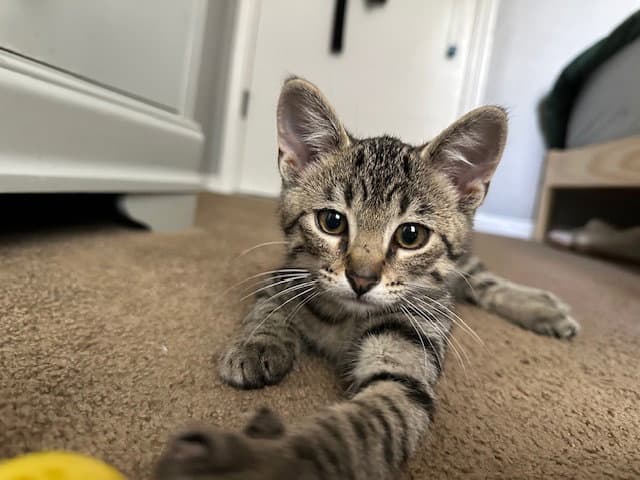 Norman Edwards - Domestic Short Hair