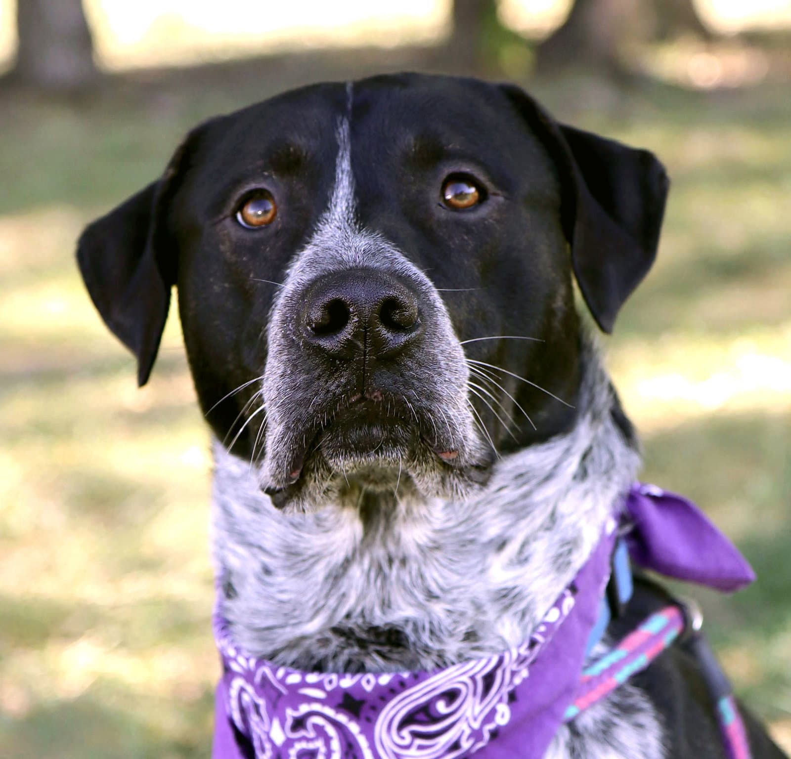 Lucian - Labrador Retriever