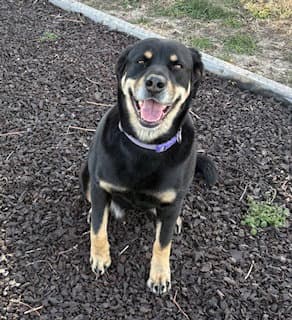 Remy Cl - Rottweiler