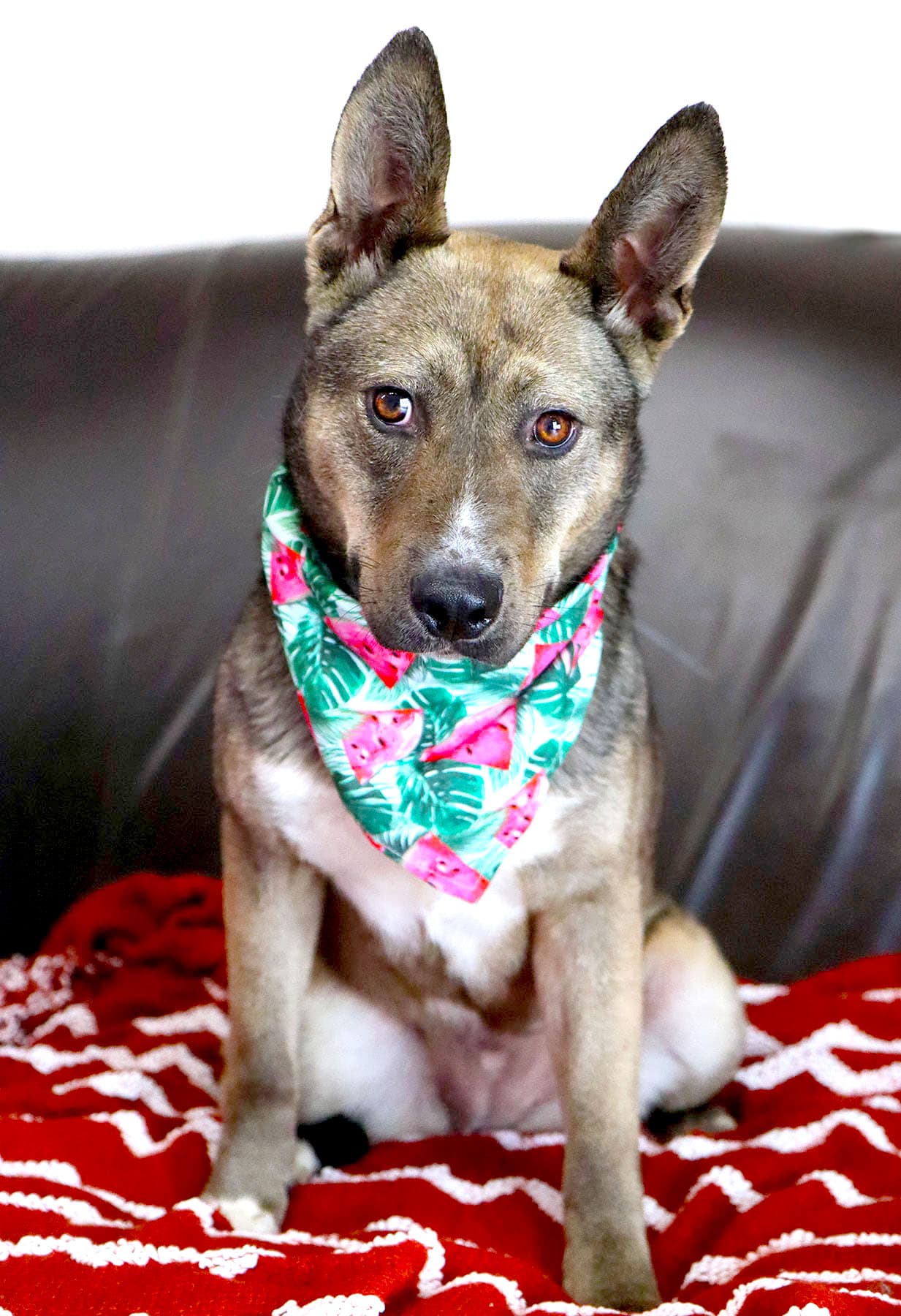 Jessica Rabbit - Australian Cattle Dog/Blue Heeler