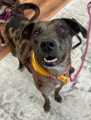 Dynasty Cl - Catahoula Leopard Dog