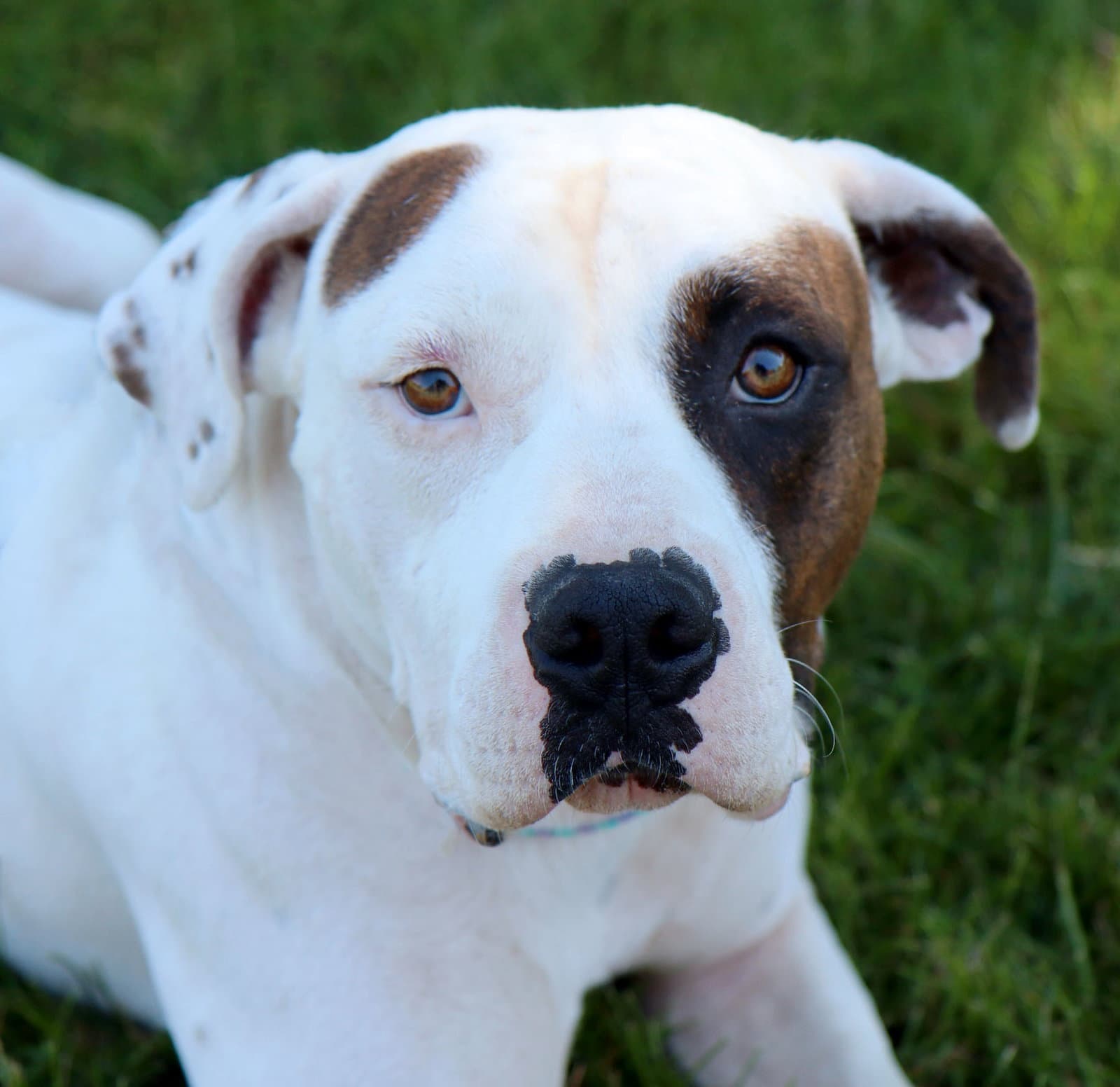 Uno - American Bulldog