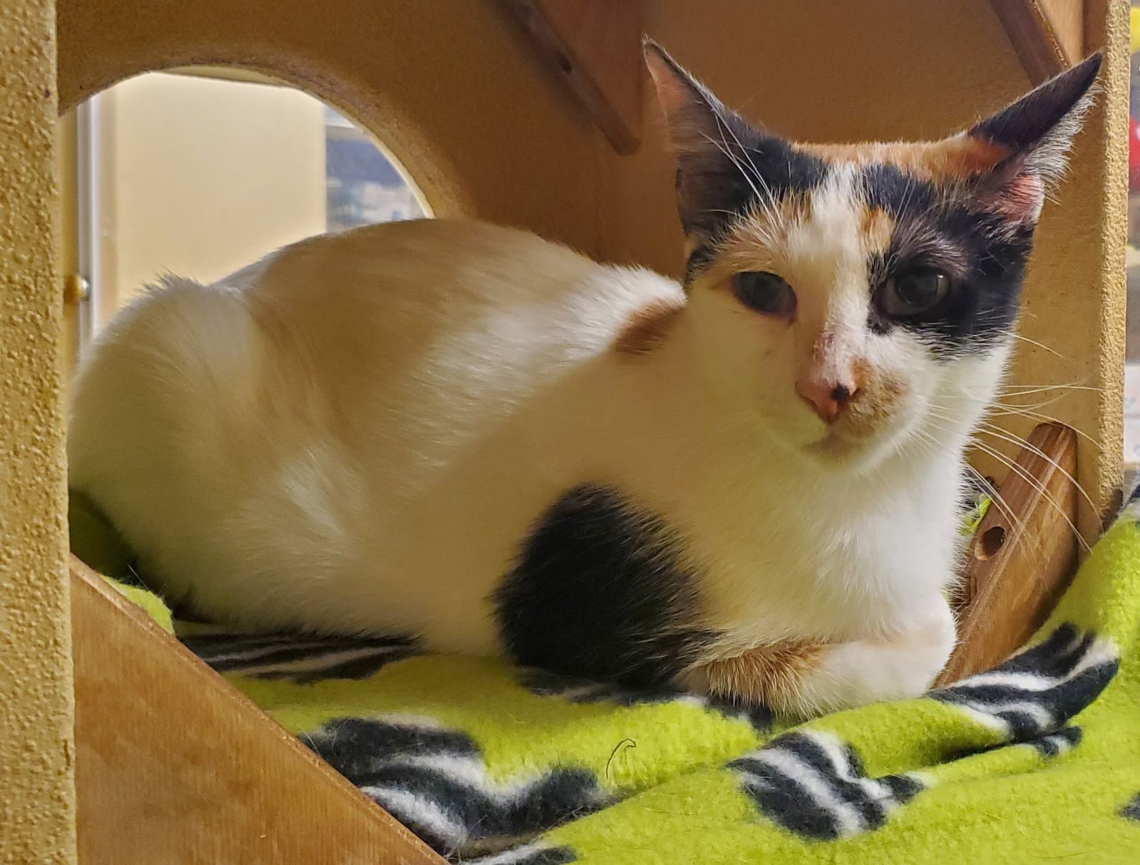 Michele - Domestic Short Hair
