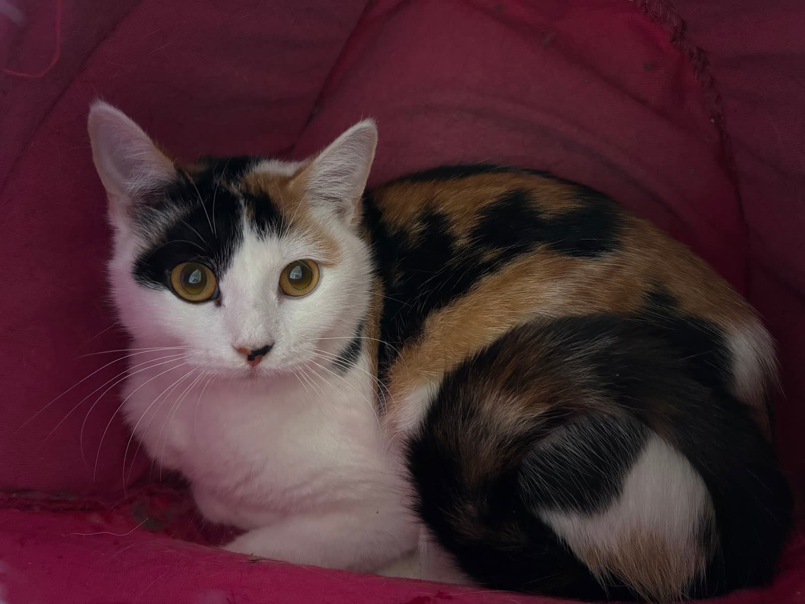 Cookie Dough - Domestic Short Hair