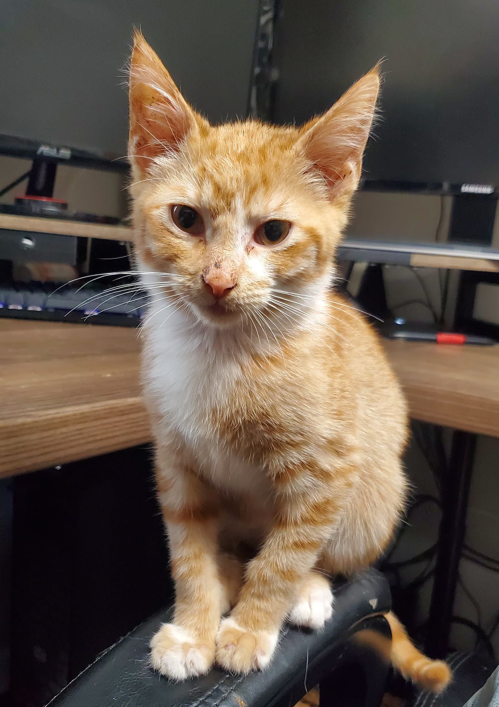 Kp - Domestic Short Hair