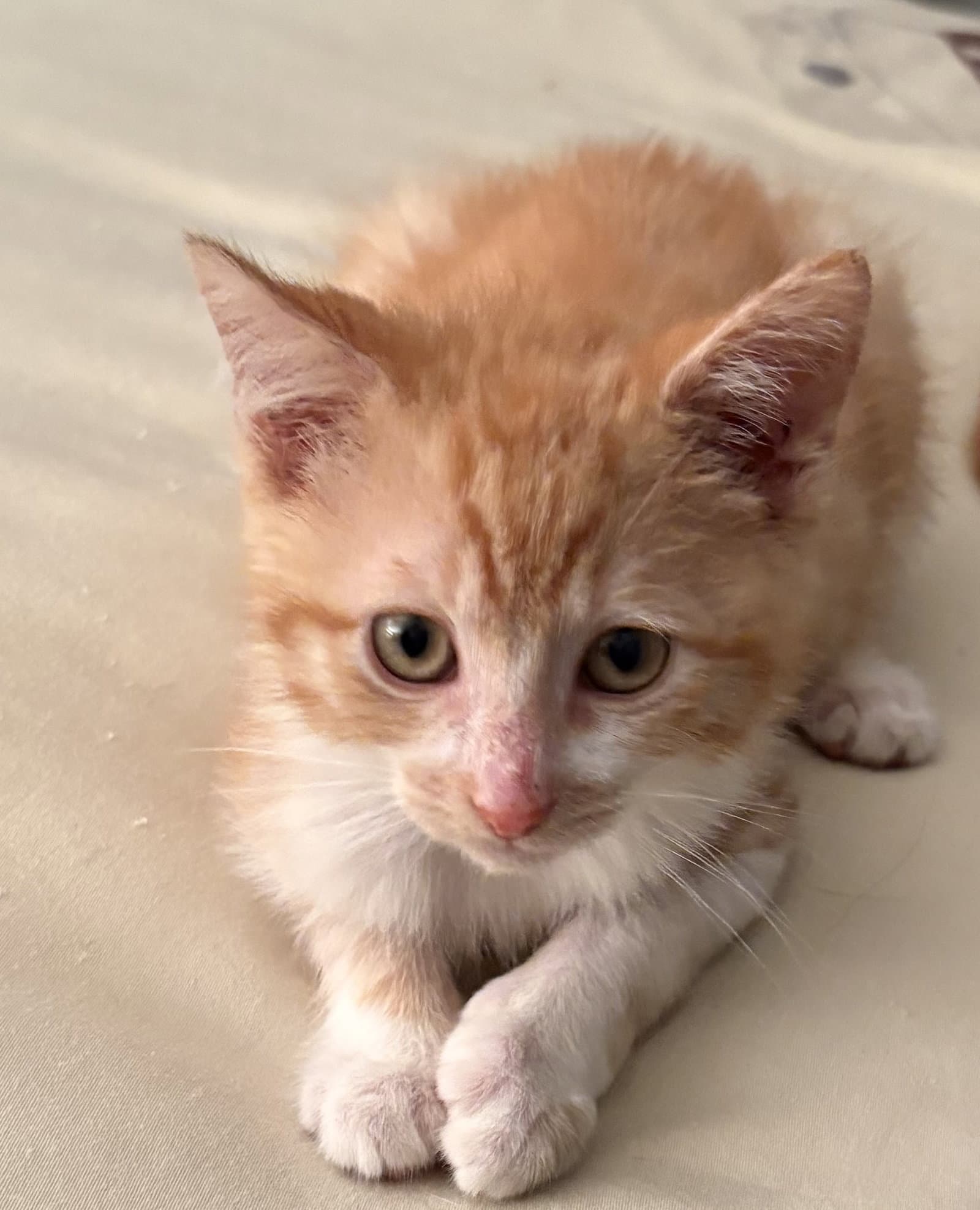 Ollie - Domestic Short Hair