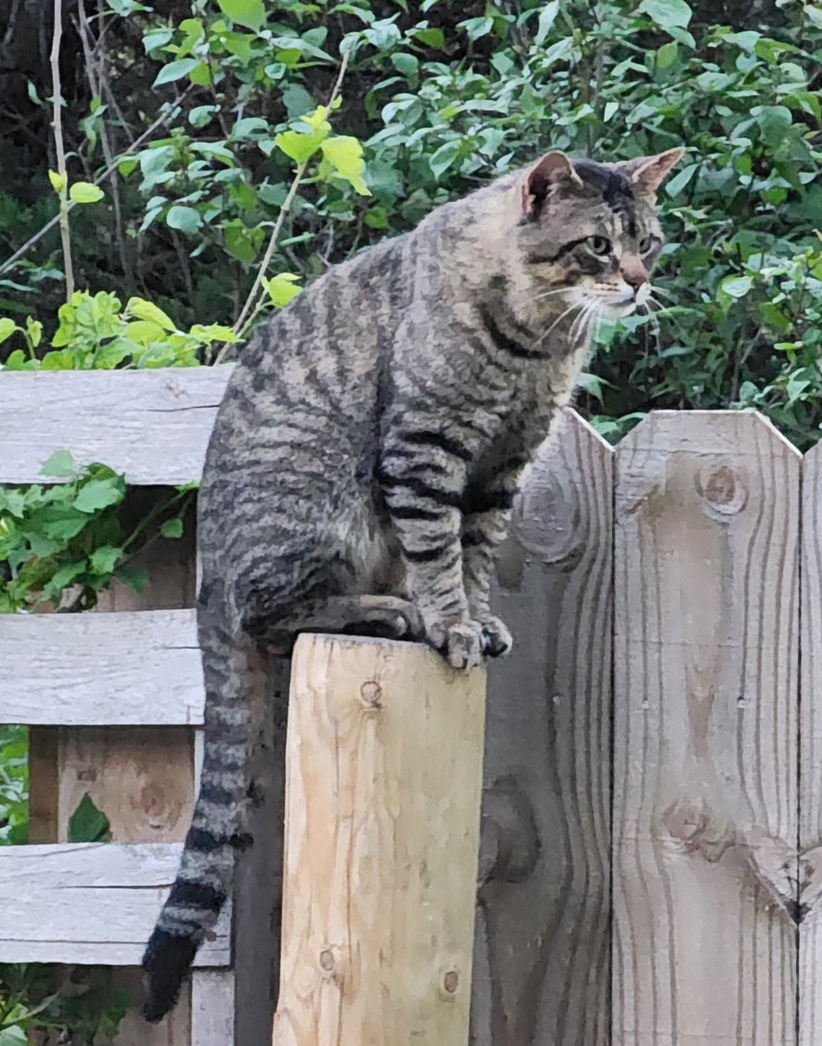 Felix Billups Cl - Domestic Medium Hair