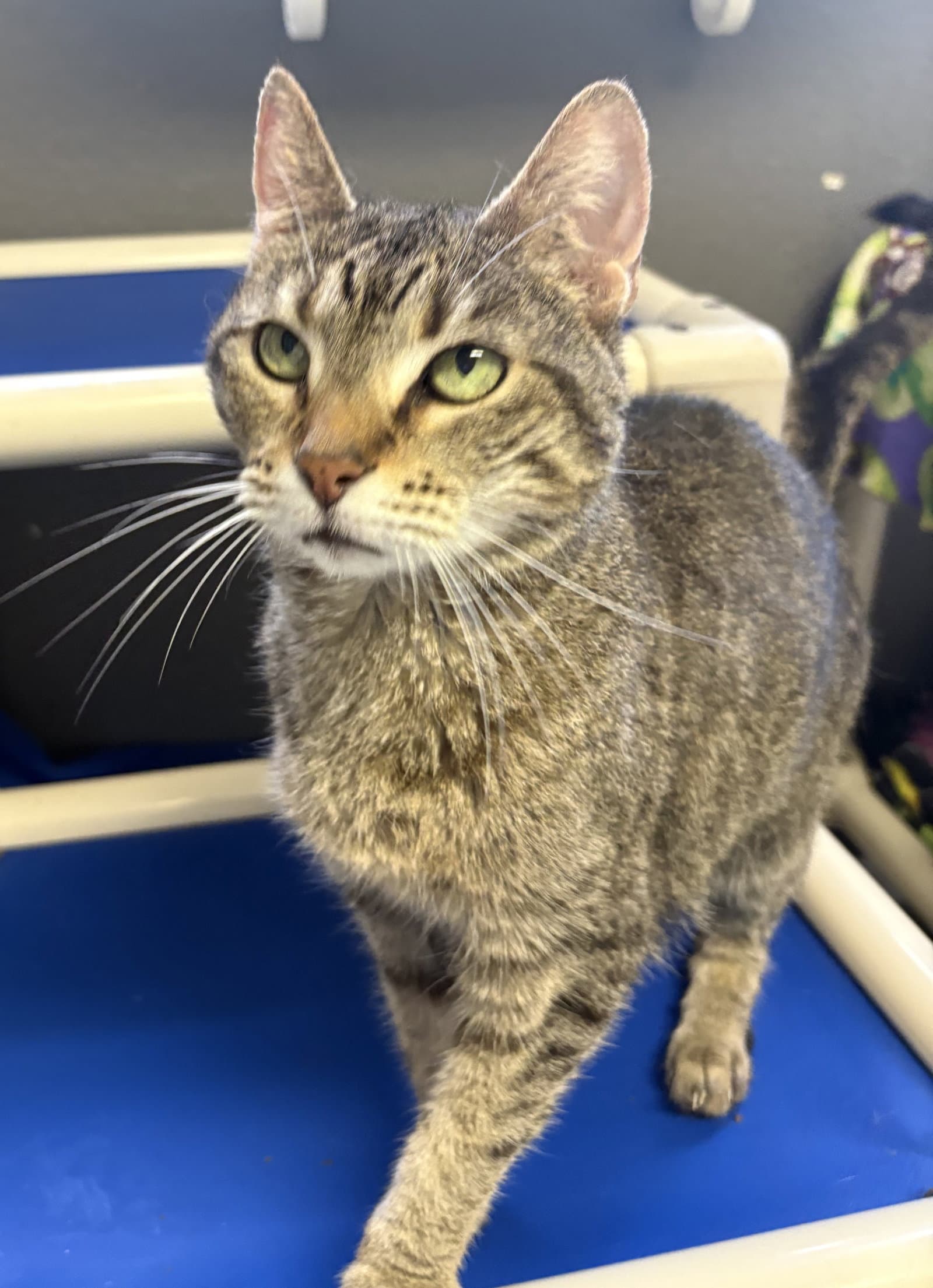 Daisy Andrews - Domestic Short Hair