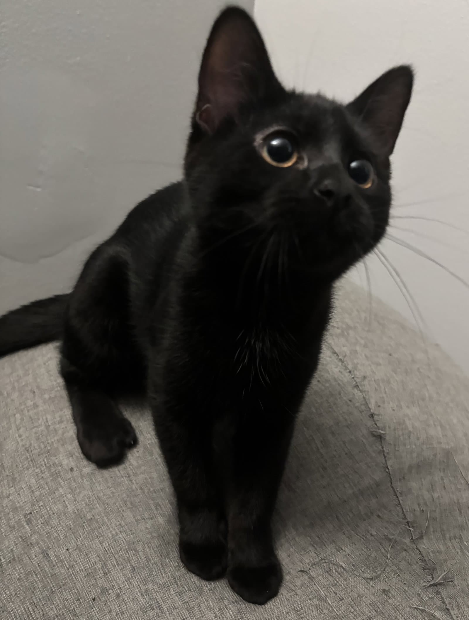 Blaire - Domestic Short Hair