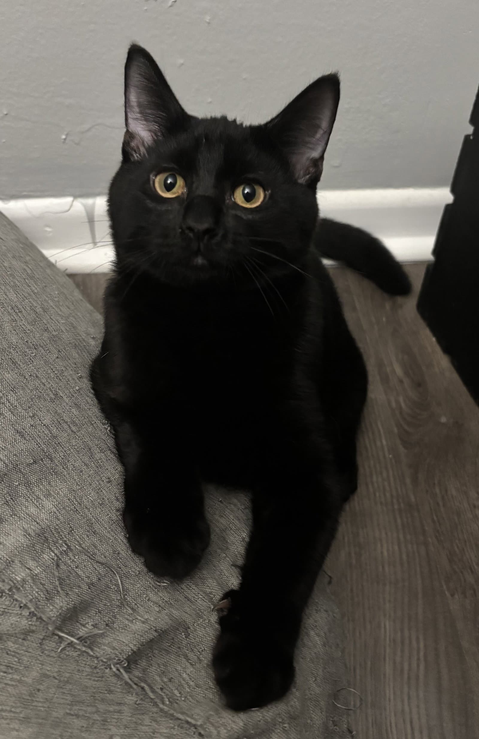 Rex - Domestic Short Hair