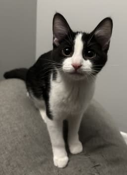 Tux image 1
