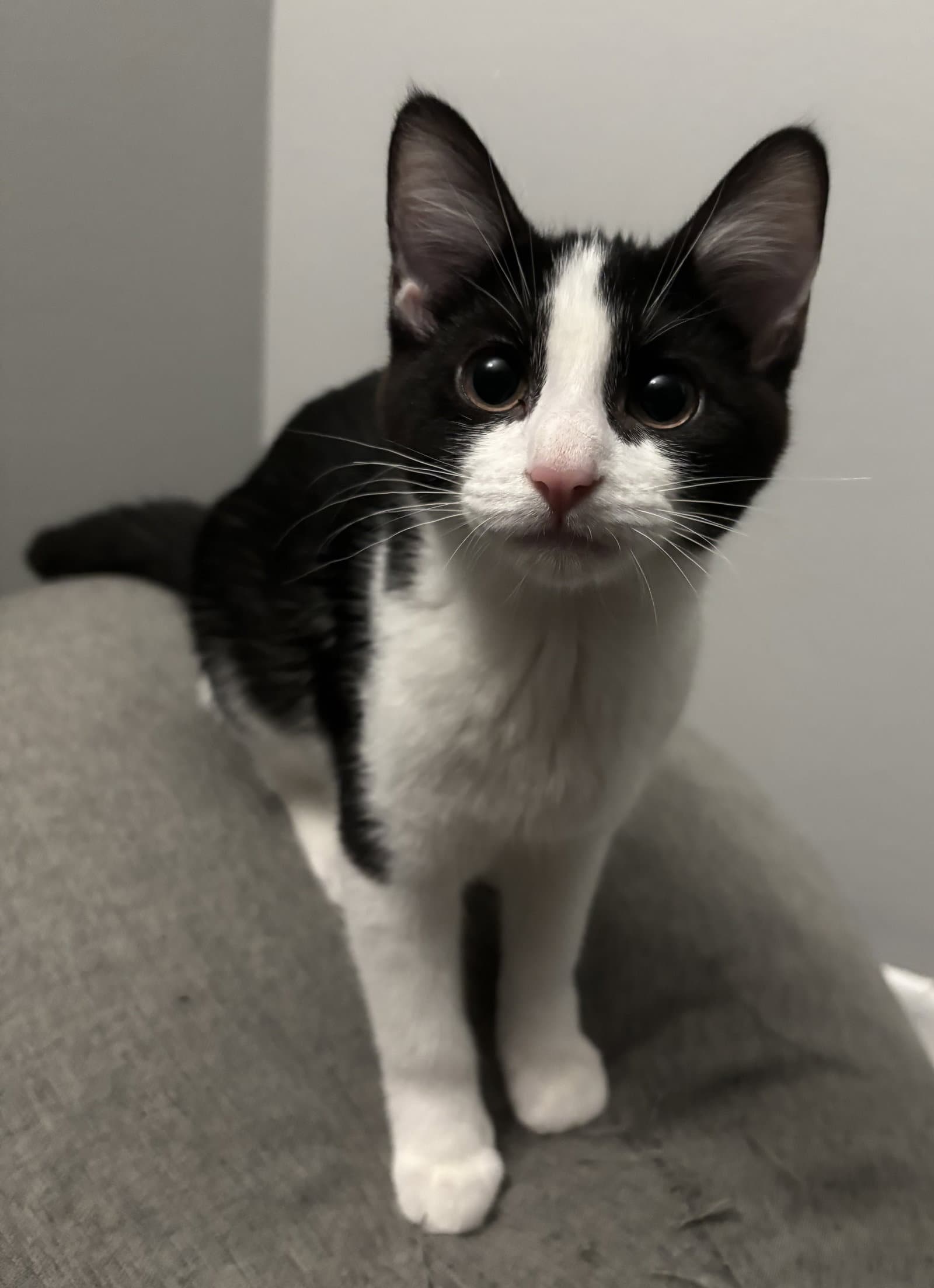 Tux - Domestic Short Hair