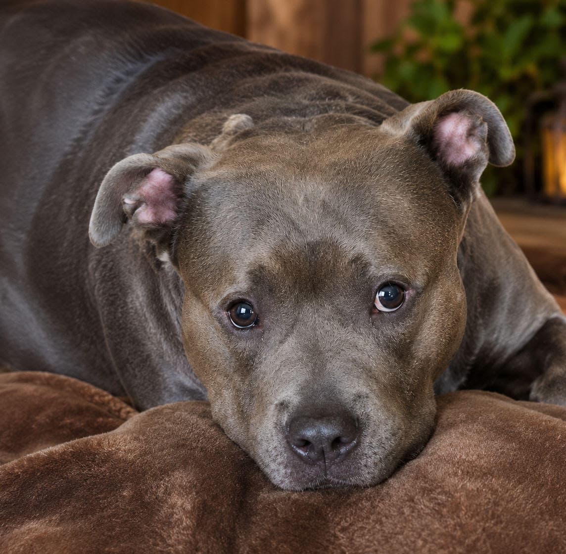 Anita Cl - Bulldog
