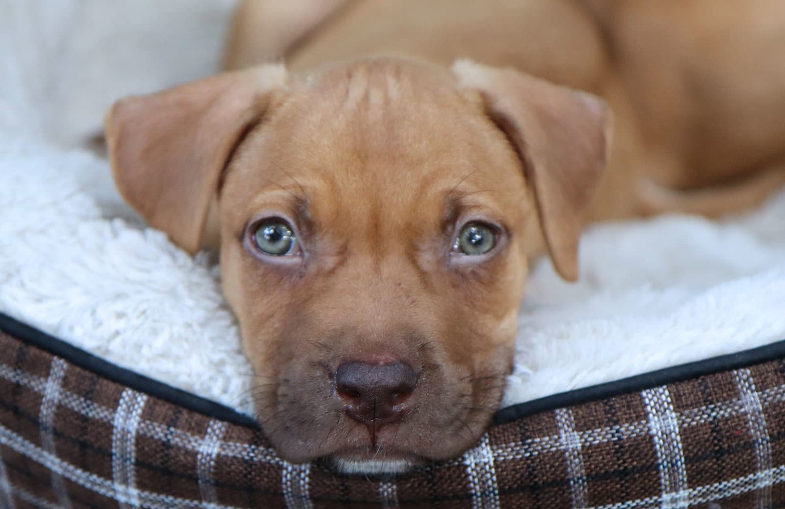 Zion - Labrador Retriever