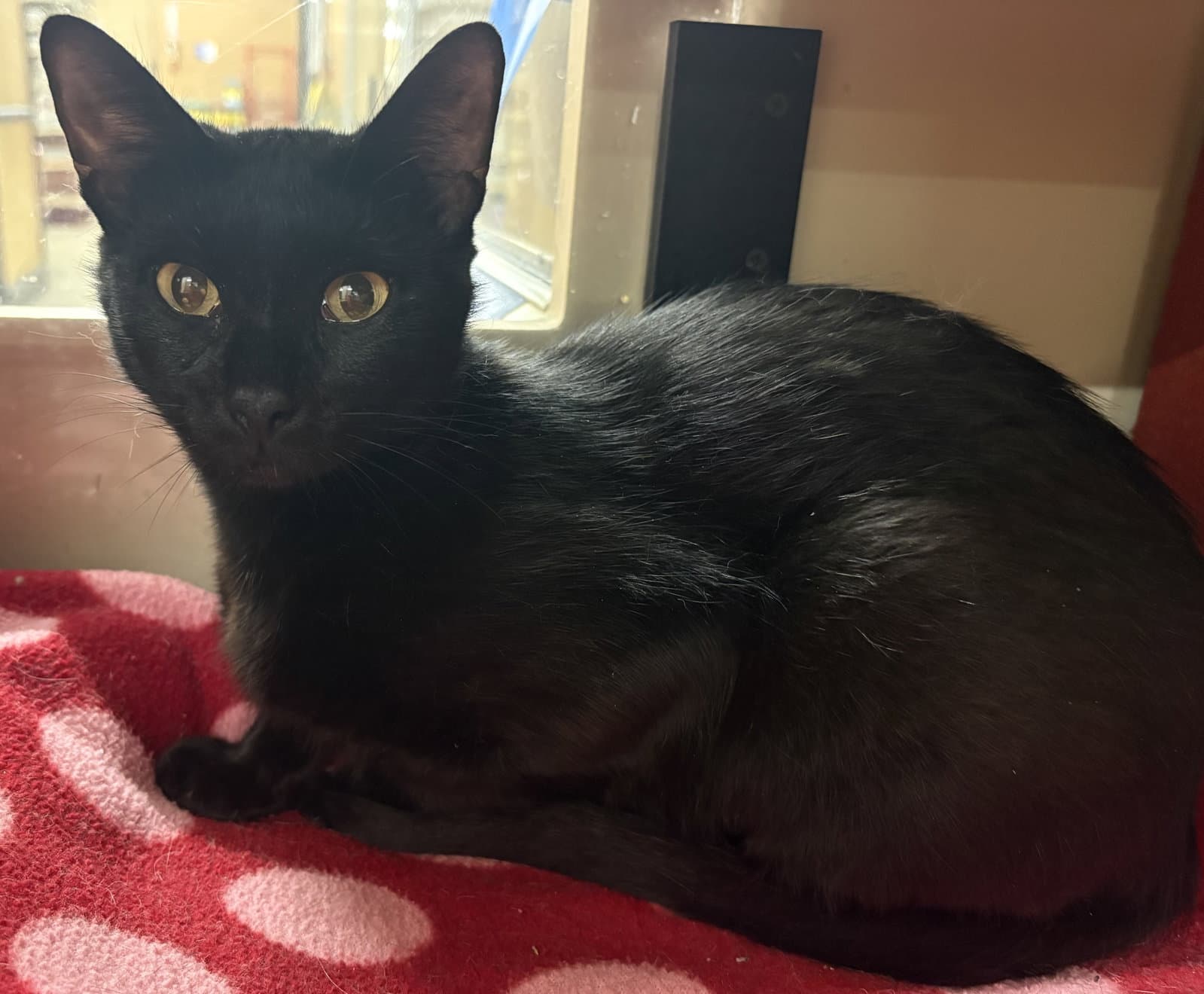Gabby Gerdeman - Domestic Short Hair