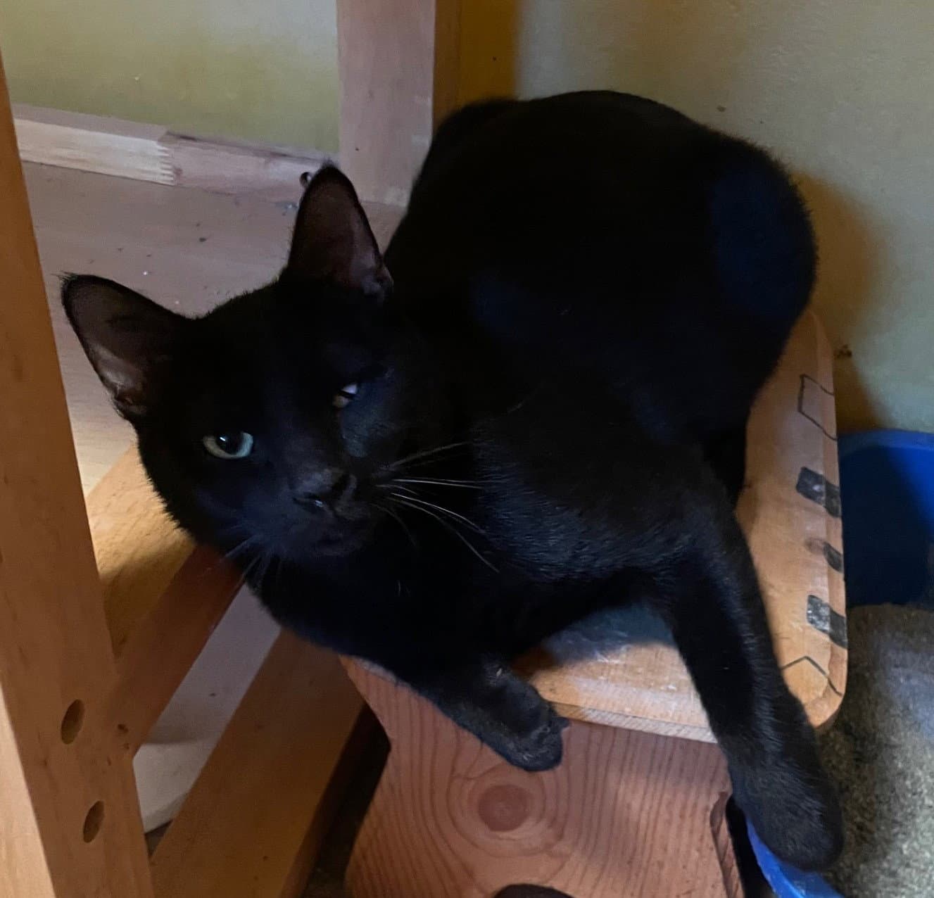 Sequoia - Domestic Short Hair