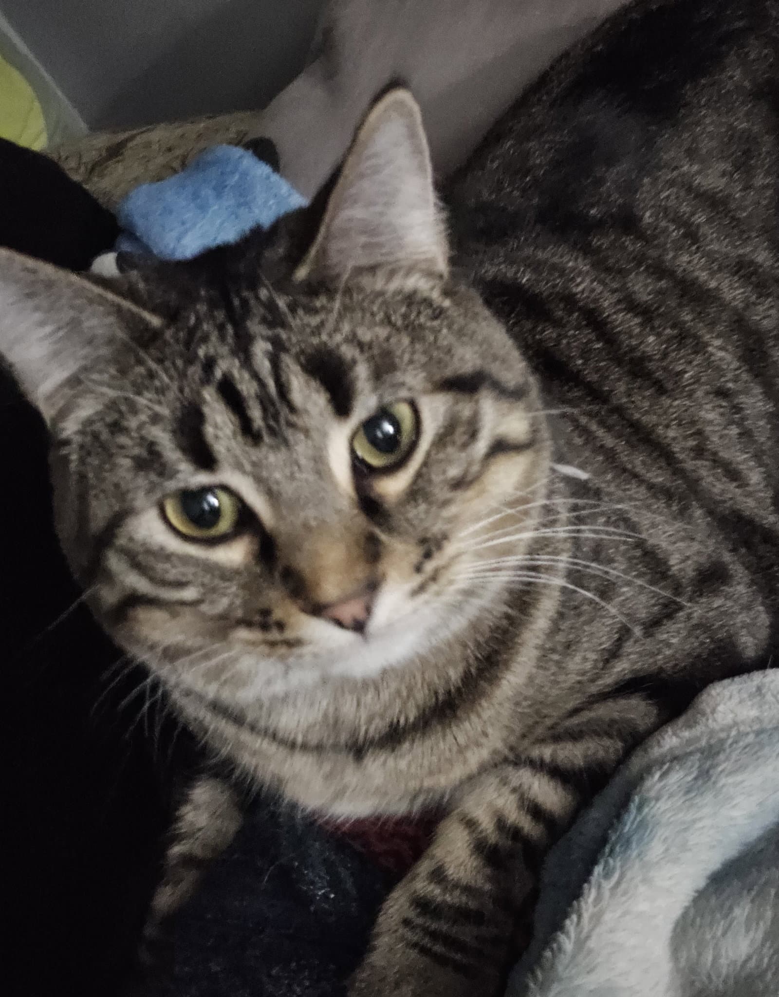 Iroh - Domestic Medium Hair