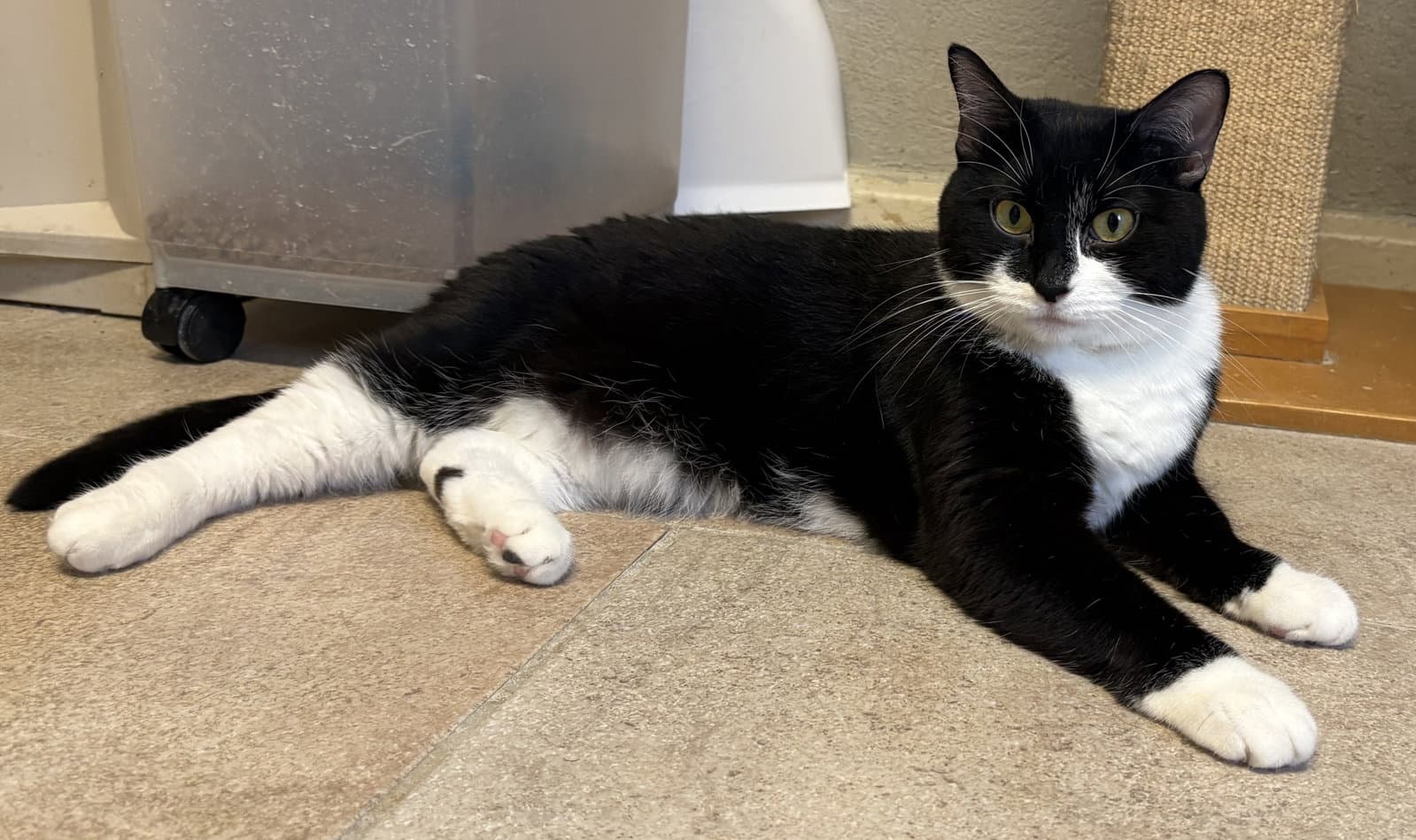 Pickles - Domestic Short Hair