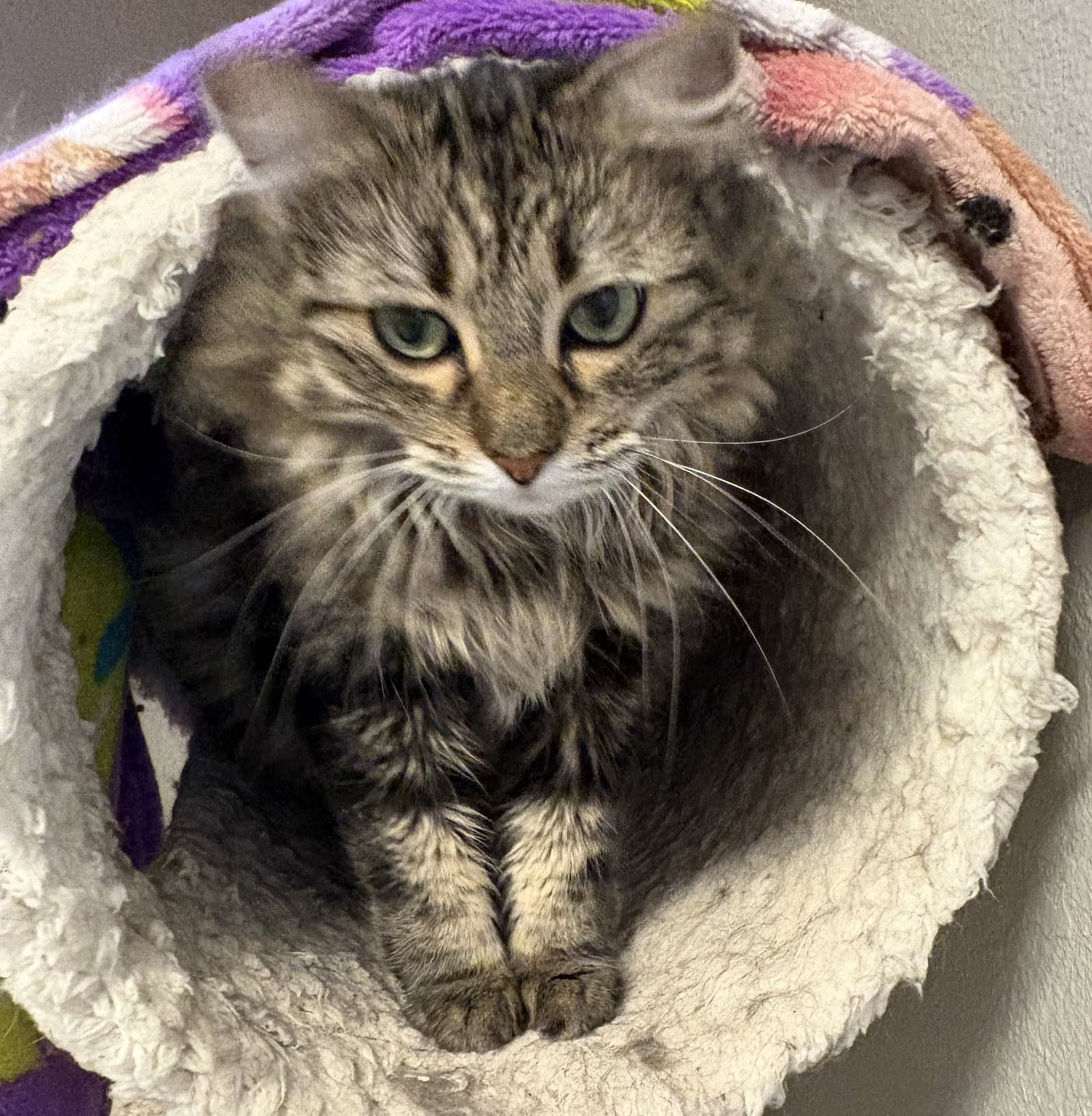 Stormy - Domestic Long Hair