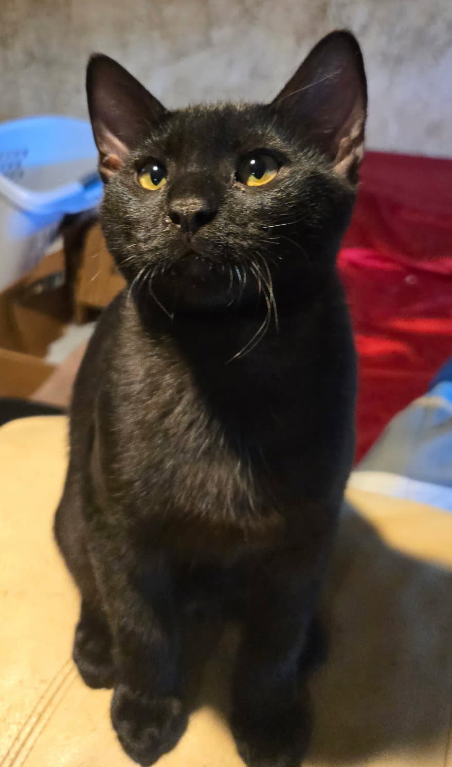 Bully - Domestic Short Hair