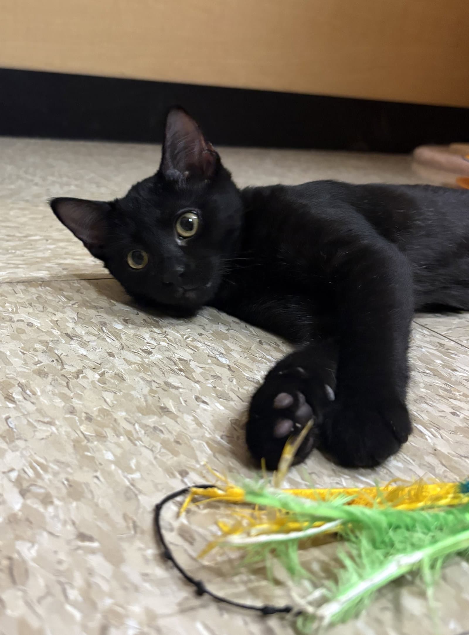 Salt N Peppa - Domestic Short Hair