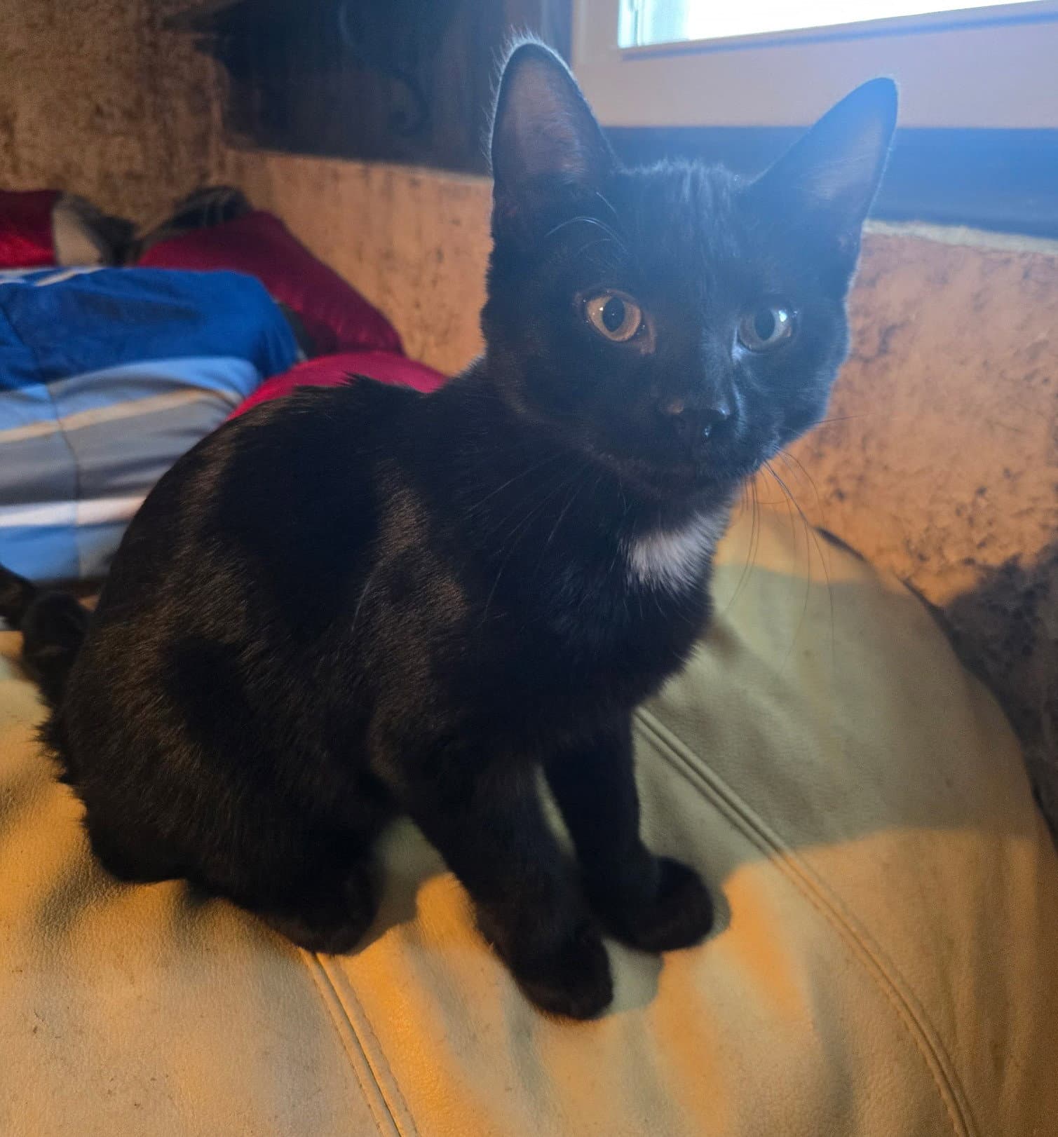 Dobie - Domestic Short Hair