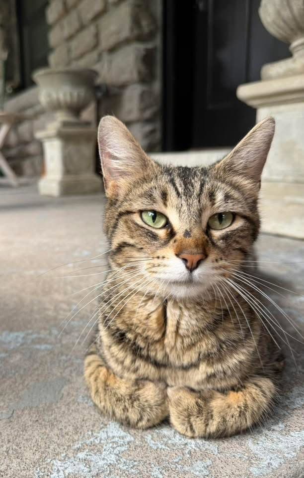 Momma C - Domestic Short Hair