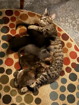 Momma C image 3