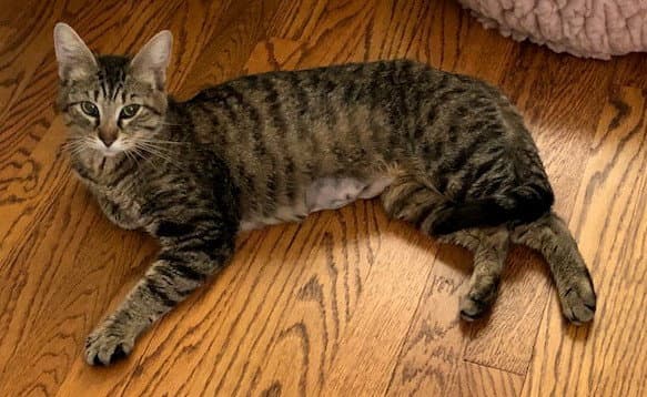 Momma C - Domestic Short Hair