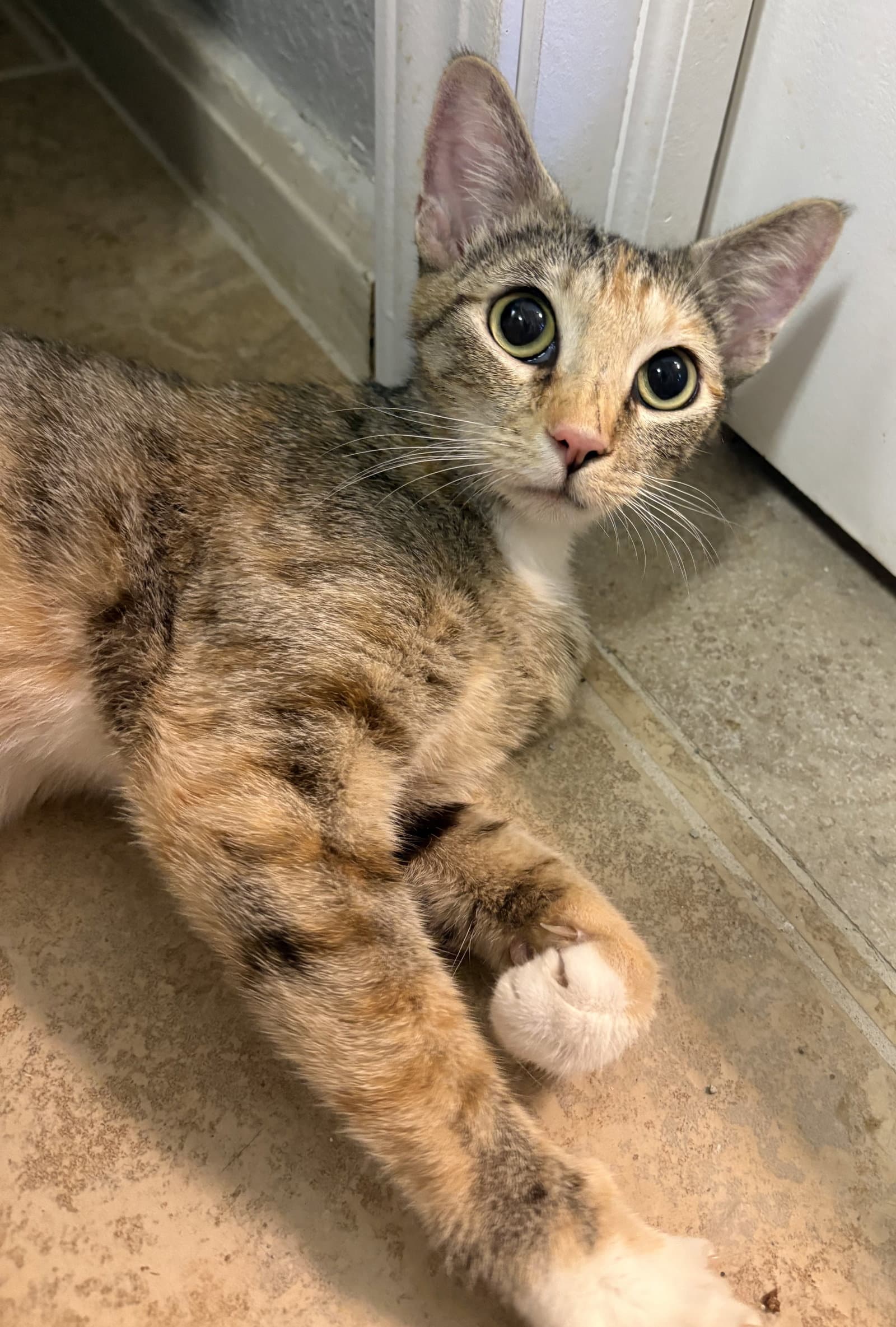 Caleco - Domestic Short Hair