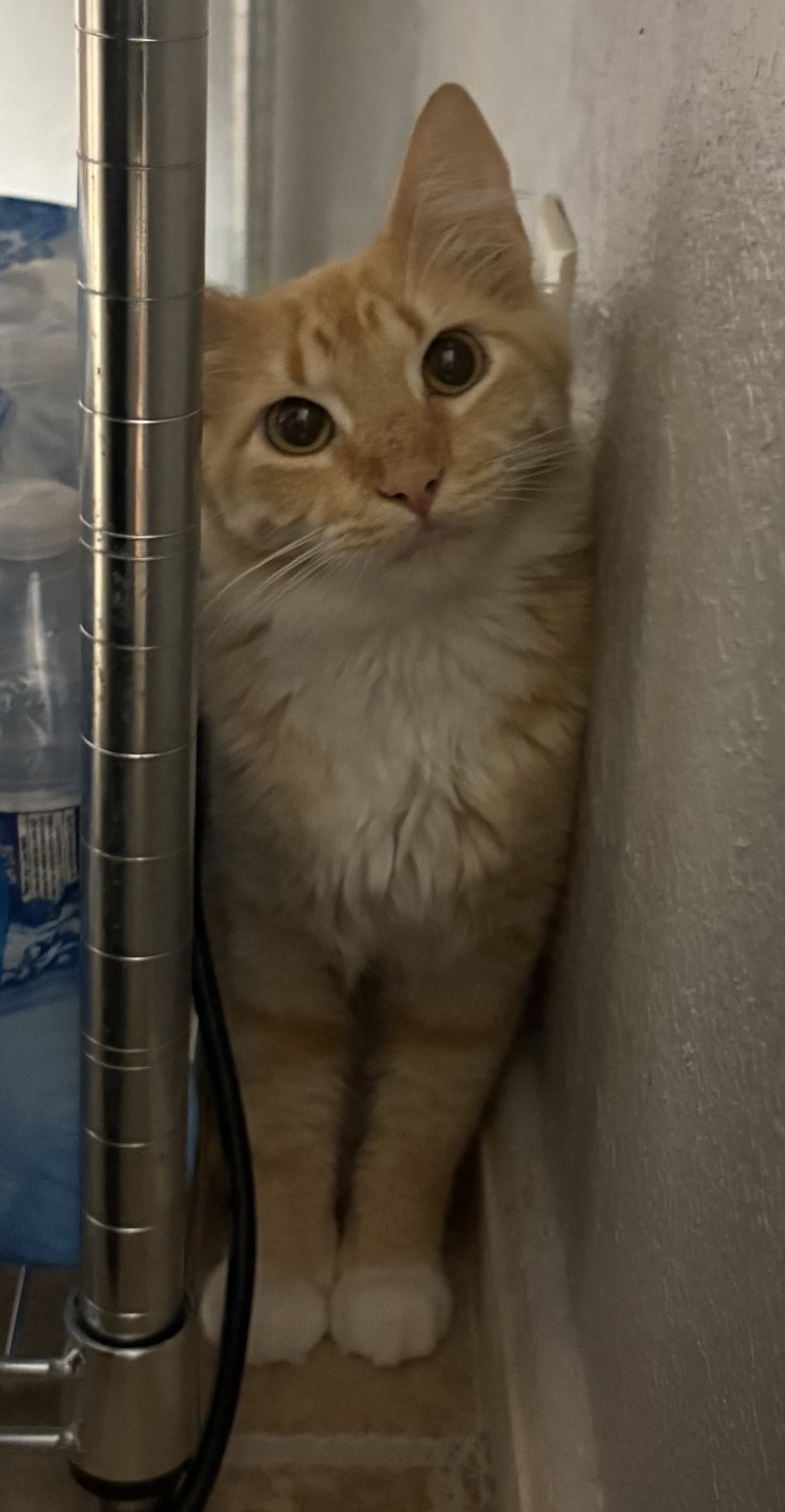 Karla - Domestic Medium Hair