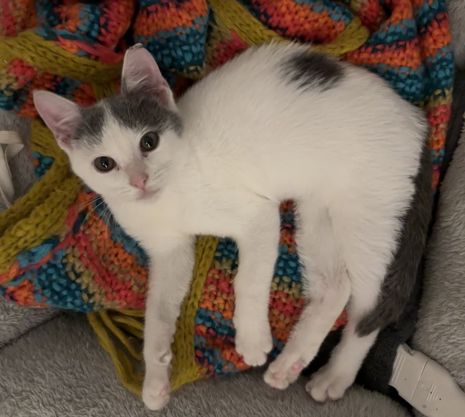 Kelly - Domestic Short Hair