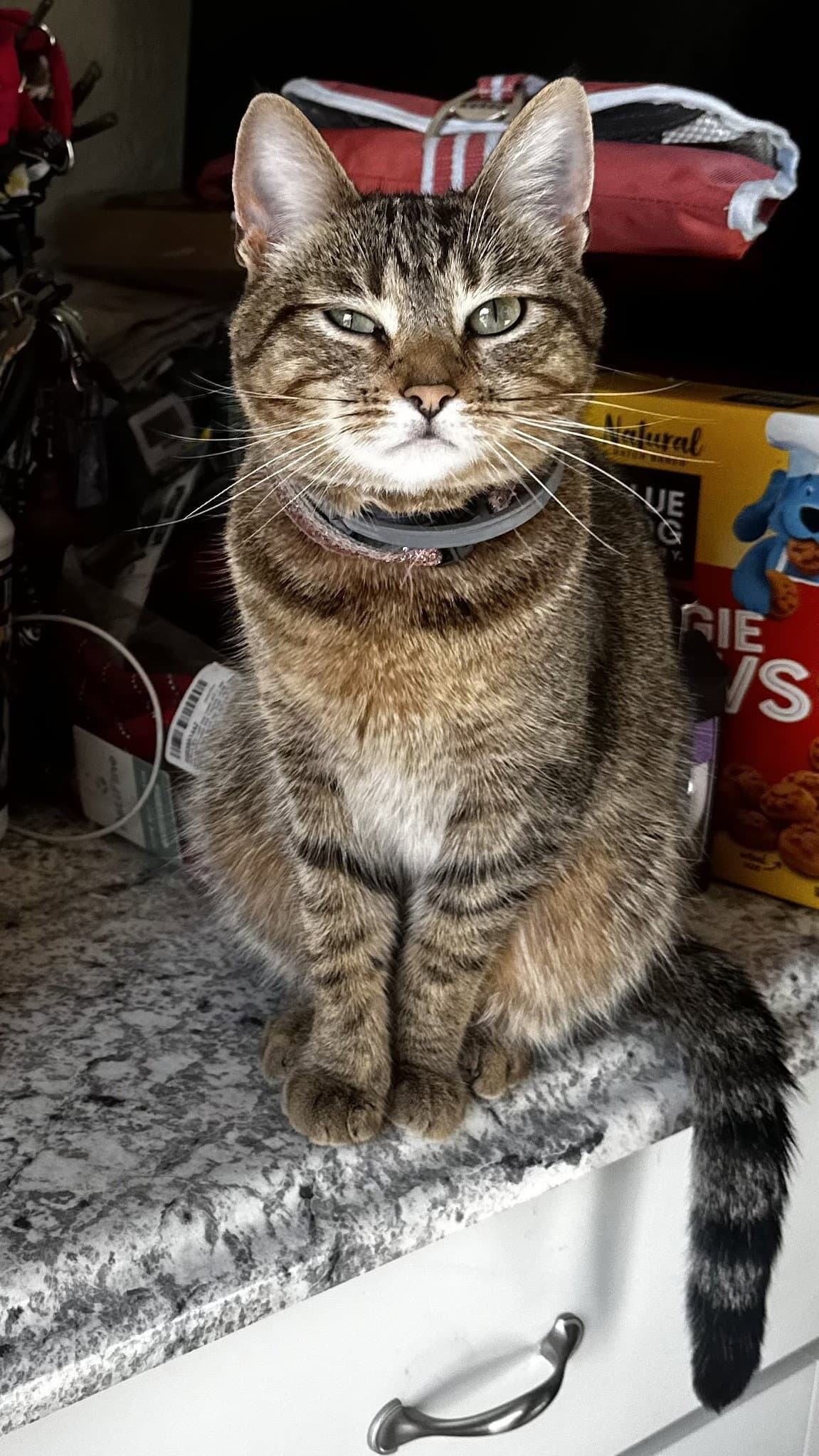 May Cl - American Shorthair