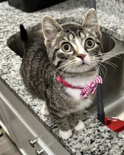 Lucy Cl image 1
