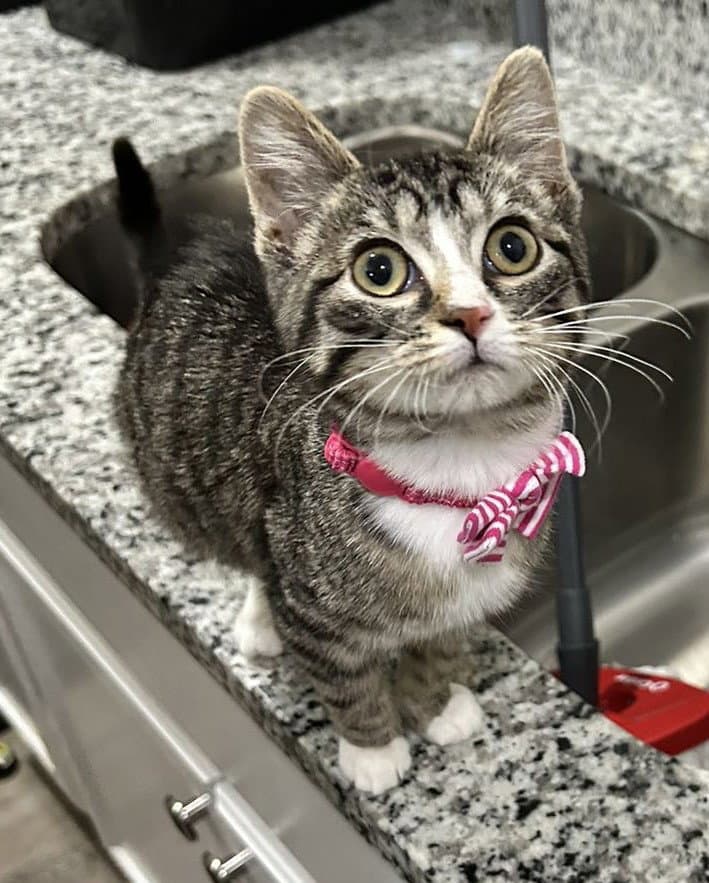Lucy Cl - American Shorthair
