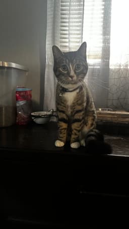 Lucy Cl image 4
