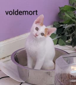 Voldemort image 1
