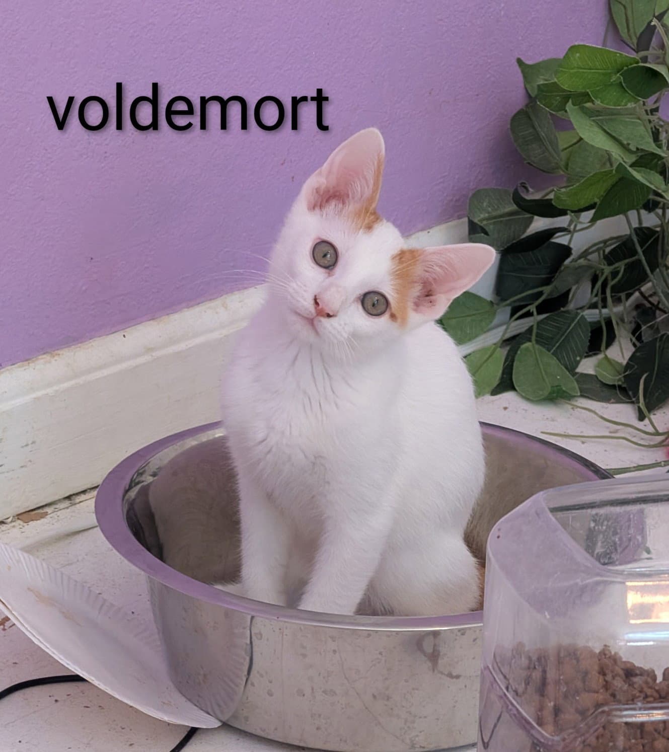 Voldemort - Domestic Short Hair