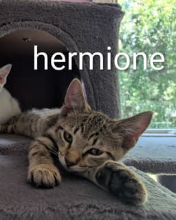 Hermione image 1