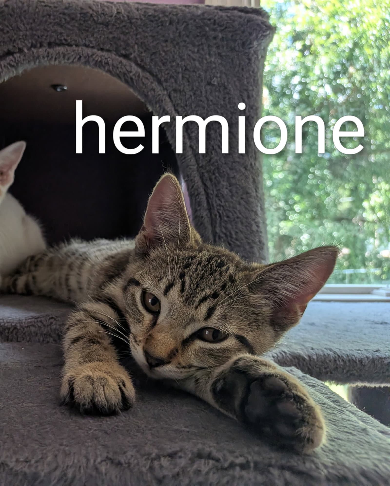 Hermione - Domestic Short Hair