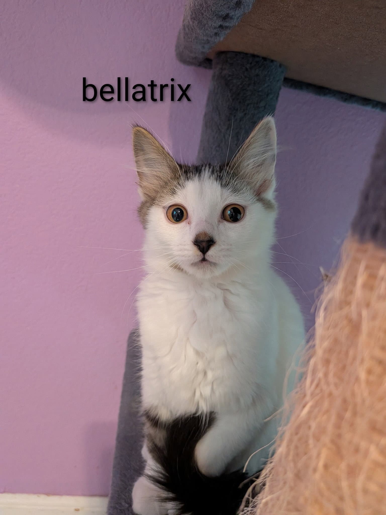 Bellatrix - Domestic Short Hair