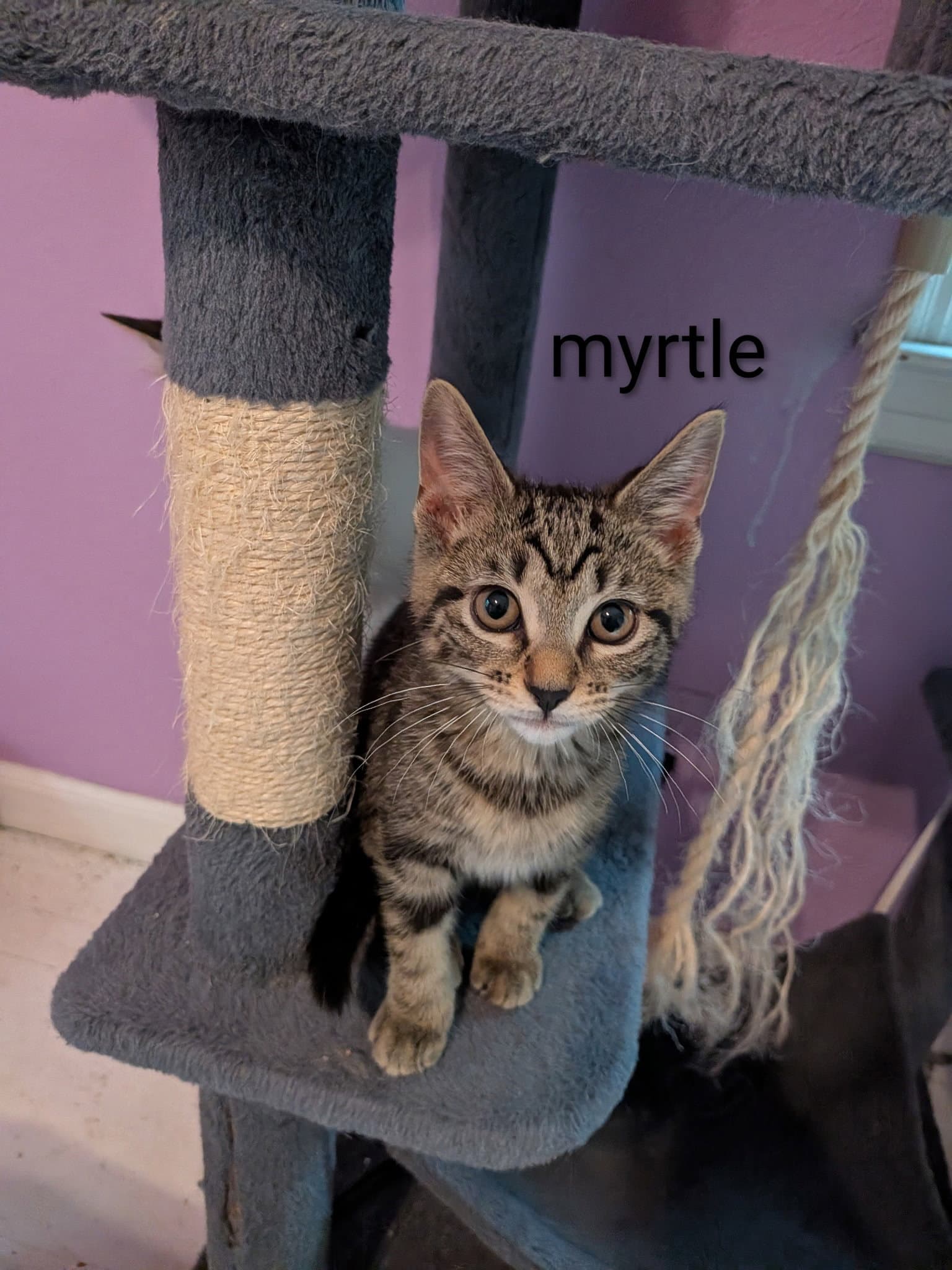 Myrtle - Domestic Short Hair