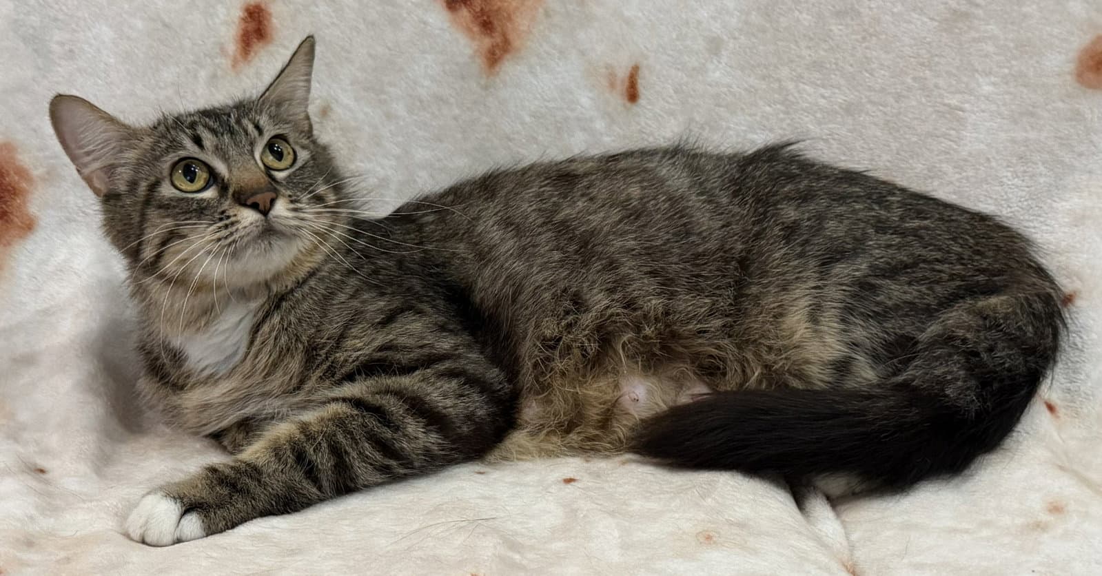 Denise Seibold - Domestic Short Hair