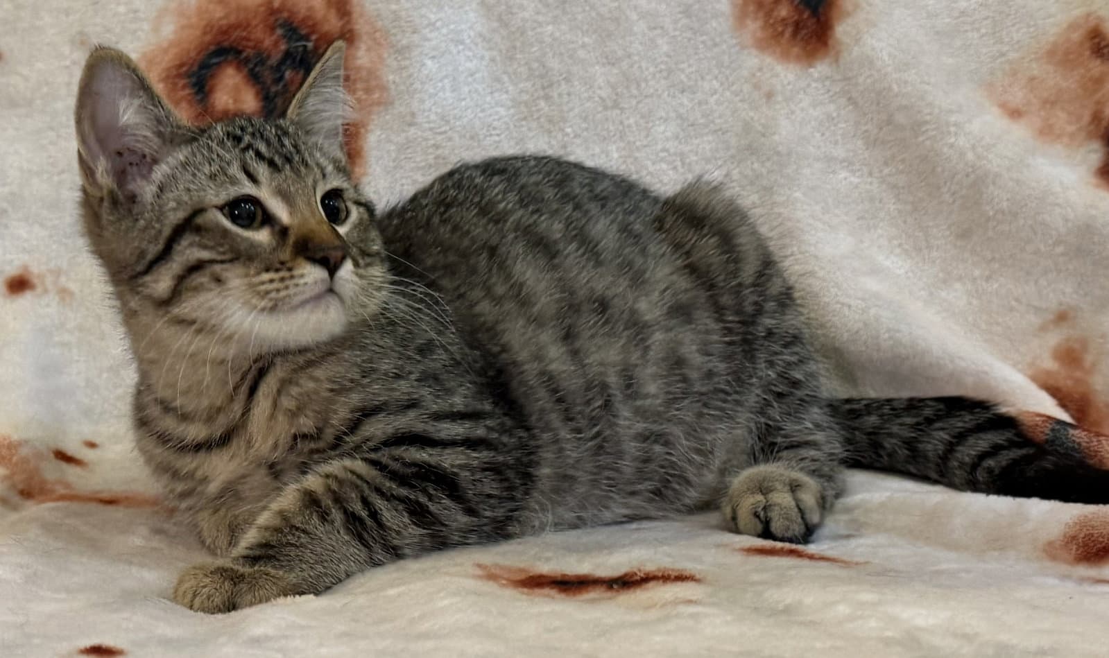 Pirate - Domestic Short Hair